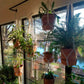 Macrame Plant Hanger